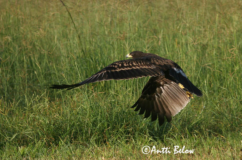 Avainsanat: Àguila cridanera Stor skrigeørn Bastaardarend Greater Spotted Eagle Suur-konnakotkas Kiljukotka Aigle criard Schelladler Nagy békászó sas Gjallörn Storskrikeørn Águia-gritadeira Aquila clanga Aguila Moteada Större skrikörn