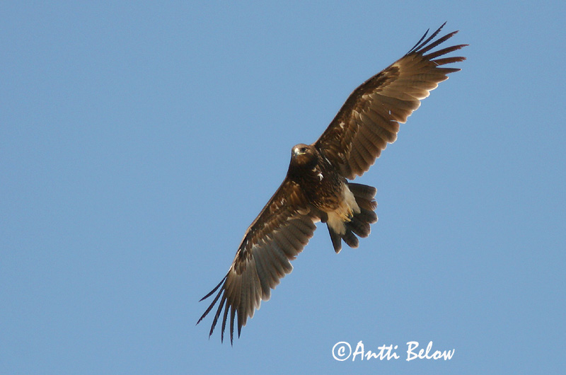 Avainsanat: Àguila cridanera Stor skrigeørn Bastaardarend Greater Spotted Eagle Suur-konnakotkas Kiljukotka Aigle criard Schelladler Nagy békászó sas Gjallörn Storskrikeørn Águia-gritadeira Aquila clanga Aguila Moteada Större skrikörn