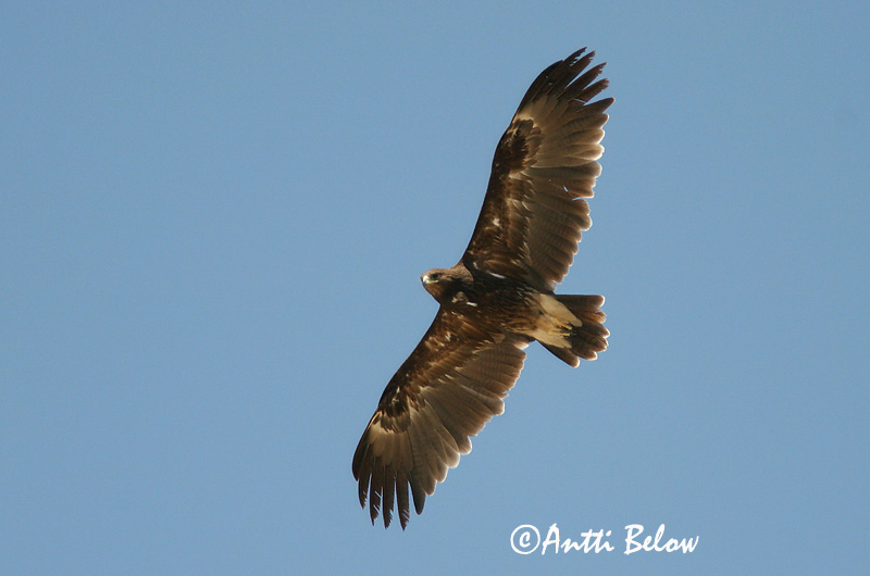 Avainsanat: Àguila cridanera Stor skrigeørn Bastaardarend Greater Spotted Eagle Suur-konnakotkas Kiljukotka Aigle criard Schelladler Nagy békászó sas Gjallörn Storskrikeørn Águia-gritadeira Aquila clanga Aguila Moteada Större skrikörn