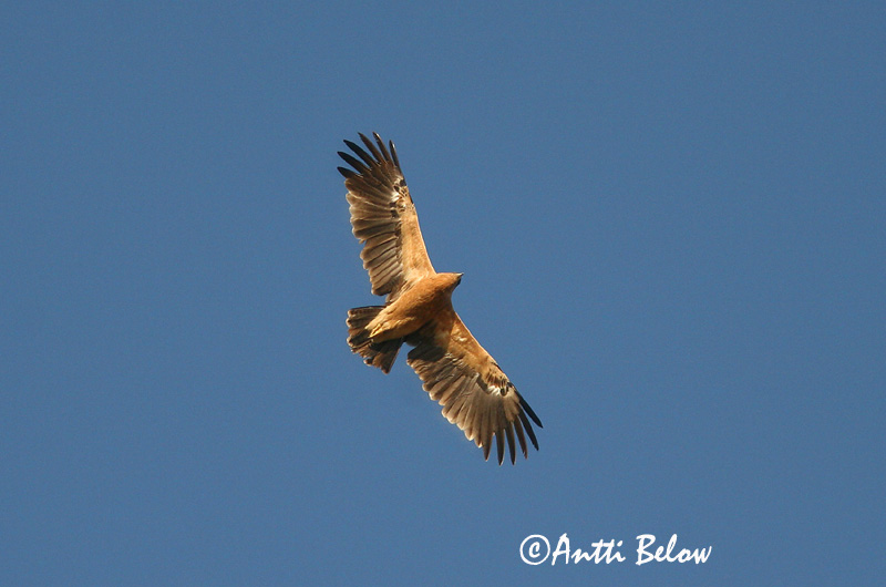 Avainsanat: Àguila cridanera Stor skrigeørn Bastaardarend Greater Spotted Eagle Suur-konnakotkas Kiljukotka Aigle criard Schelladler Nagy békászó sas Gjallörn Storskrikeørn Águia-gritadeira Aquila clanga Aguila Moteada Större skrikörn