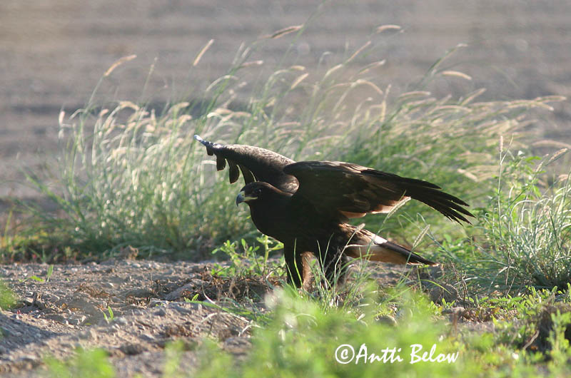 Avainsanat: Àguila cridanera Stor skrigeørn Bastaardarend Greater Spotted Eagle Suur-konnakotkas Kiljukotka Aigle criard Schelladler Nagy békászó sas Gjallörn Storskrikeørn Águia-gritadeira Aquila clanga Aguila Moteada Större skrikörn