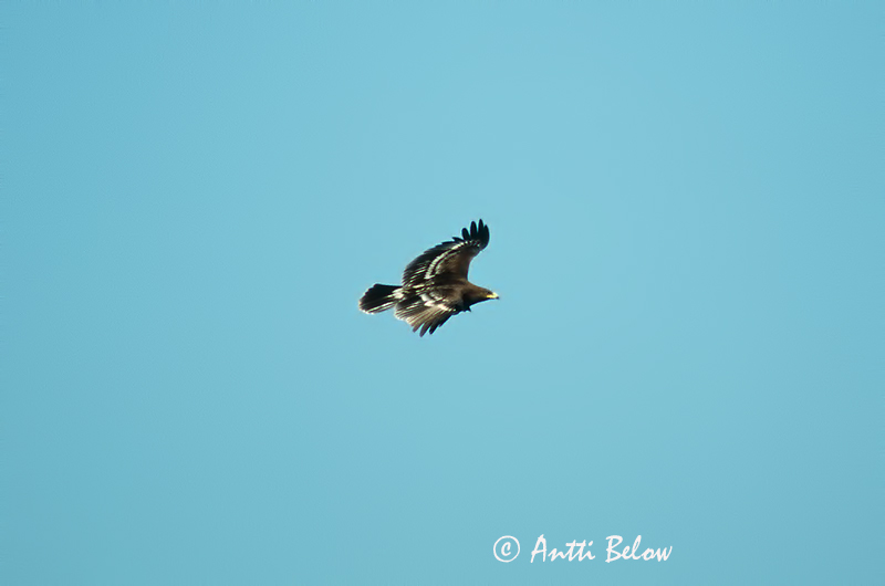 Avainsanat: Àguila cridanera Stor skrigeørn Bastaardarend Greater Spotted Eagle Suur-konnakotkas Kiljukotka Aigle criard Schelladler Nagy békászó sas Gjallörn Storskrikeørn Águia-gritadeira Aquila clanga Aguila Moteada Större skrikörn