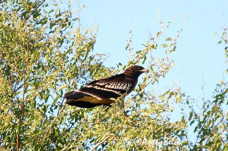 Avainsanat: Àguila cridanera Stor skrigeørn Bastaardarend Greater Spotted Eagle Suur-konnakotkas Kiljukotka Aigle criard Schelladler Nagy békászó sas Gjallörn Storskrikeørn Águia-gritadeira Aquila clanga Aguila Moteada Större skrikörn