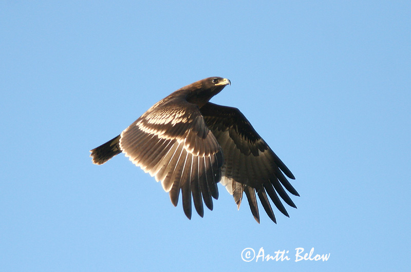 Avainsanat: Àguila cridanera Stor skrigeørn Bastaardarend Greater Spotted Eagle Suur-konnakotkas Kiljukotka Aigle criard Schelladler Nagy békászó sas Gjallörn Storskrikeørn Águia-gritadeira Aquila clanga Aguila Moteada Större skrikörn