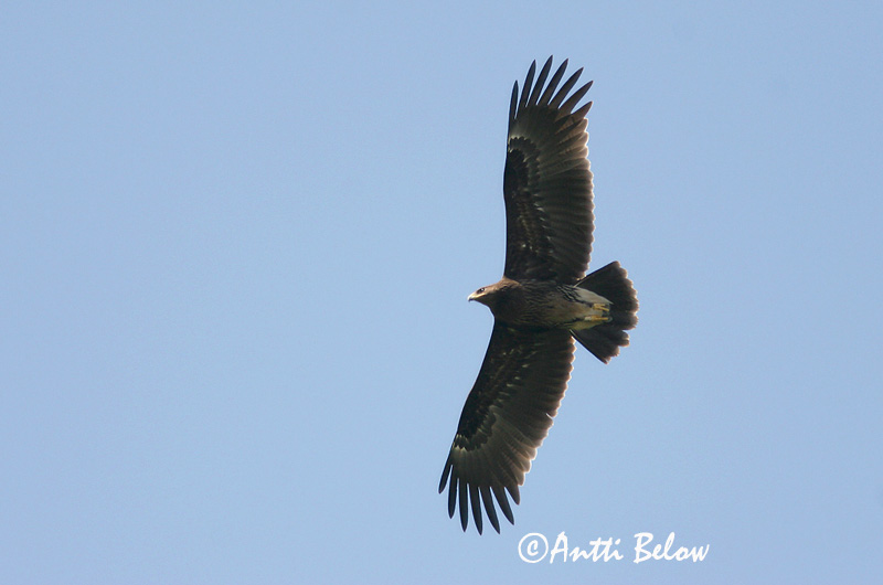 Avainsanat: Àguila cridanera Stor skrigeørn Bastaardarend Greater Spotted Eagle Suur-konnakotkas Kiljukotka Aigle criard Schelladler Nagy békászó sas Gjallörn Storskrikeørn Águia-gritadeira Aquila clanga Aguila Moteada Större skrikörn