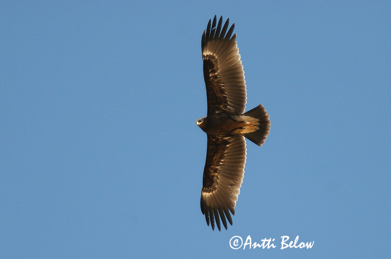 Avainsanat: Àguila cridanera Stor skrigeørn Bastaardarend Greater Spotted Eagle Suur-konnakotkas Kiljukotka Aigle criard Schelladler Nagy békászó sas Gjallörn Storskrikeørn Águia-gritadeira Aquila clanga Aguila Moteada Större skrikörn