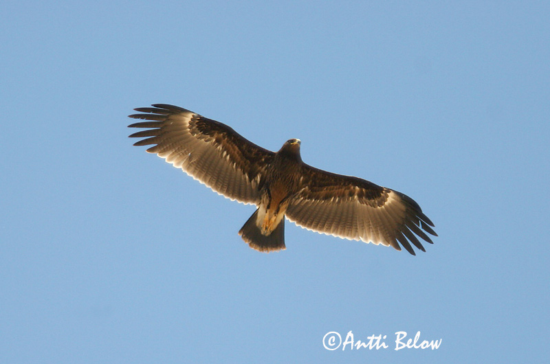 Avainsanat: Àguila cridanera Stor skrigeørn Bastaardarend Greater Spotted Eagle Suur-konnakotkas Kiljukotka Aigle criard Schelladler Nagy békászó sas Gjallörn Storskrikeørn Águia-gritadeira Aquila clanga Aguila Moteada Större skrikörn