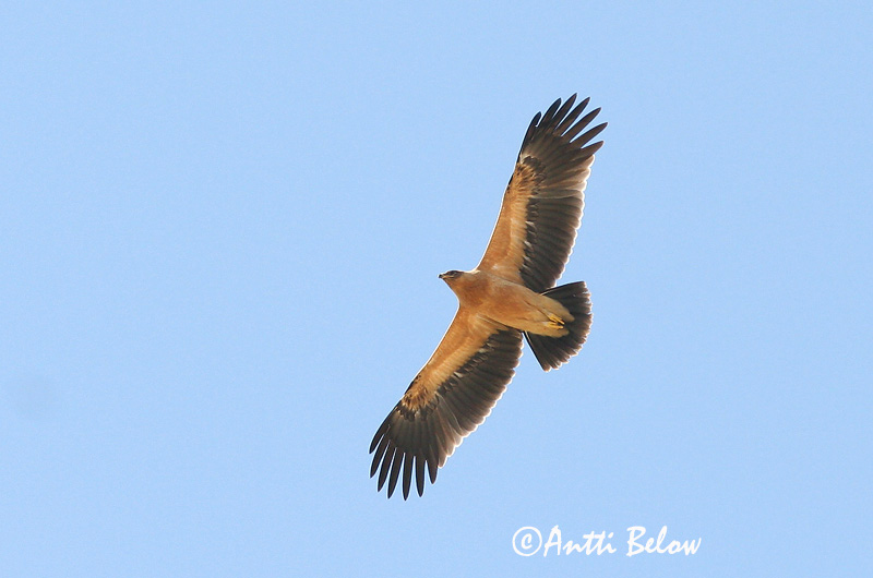 Avainsanat: Àguila cridanera Stor skrigeørn Bastaardarend Greater Spotted Eagle Suur-konnakotkas Kiljukotka Aigle criard Schelladler Nagy békászó sas Gjallörn Storskrikeørn Águia-gritadeira Aquila clanga Aguila Moteada Större skrikörn