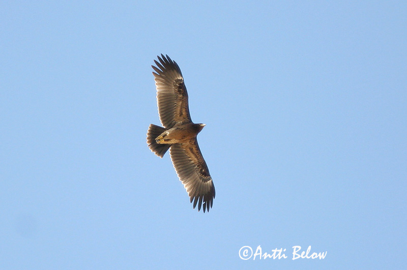 Avainsanat: Àguila cridanera Stor skrigeørn Bastaardarend Greater Spotted Eagle Suur-konnakotkas Kiljukotka Aigle criard Schelladler Nagy békászó sas Gjallörn Storskrikeørn Águia-gritadeira Aquila clanga Aguila Moteada Större skrikörn