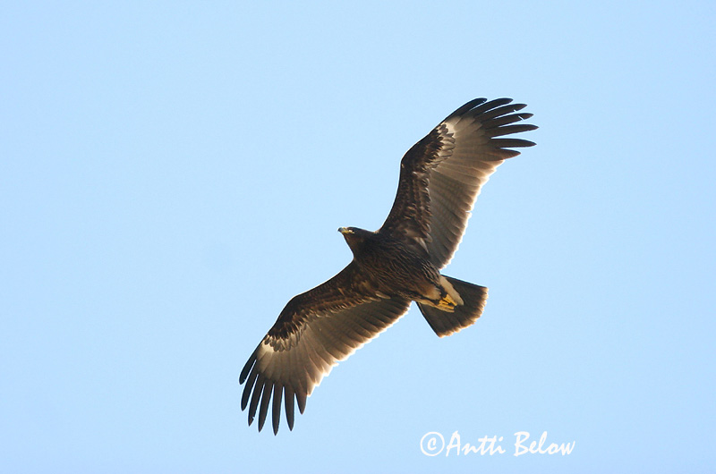 Avainsanat: Àguila cridanera Stor skrigeørn Bastaardarend Greater Spotted Eagle Suur-konnakotkas Kiljukotka Aigle criard Schelladler Nagy békászó sas Gjallörn Storskrikeørn Águia-gritadeira Aquila clanga Aguila Moteada Större skrikörn