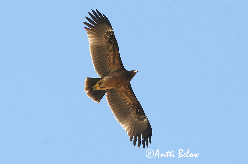 Avainsanat: Àguila cridanera Stor skrigeørn Bastaardarend Greater Spotted Eagle Suur-konnakotkas Kiljukotka Aigle criard Schelladler Nagy békászó sas Gjallörn Storskrikeørn Águia-gritadeira Aquila clanga Aguila Moteada Större skrikörn