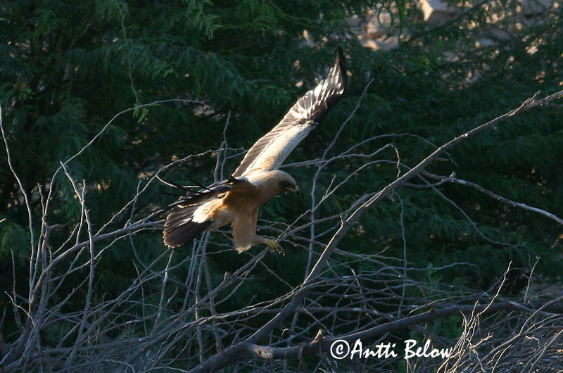 Avainsanat: Àguila cridanera Stor skrigeørn Bastaardarend Greater Spotted Eagle Suur-konnakotkas Kiljukotka Aigle criard Schelladler Nagy békászó sas Gjallörn Storskrikeørn Águia-gritadeira Aquila clanga Aguila Moteada Större skrikörn
