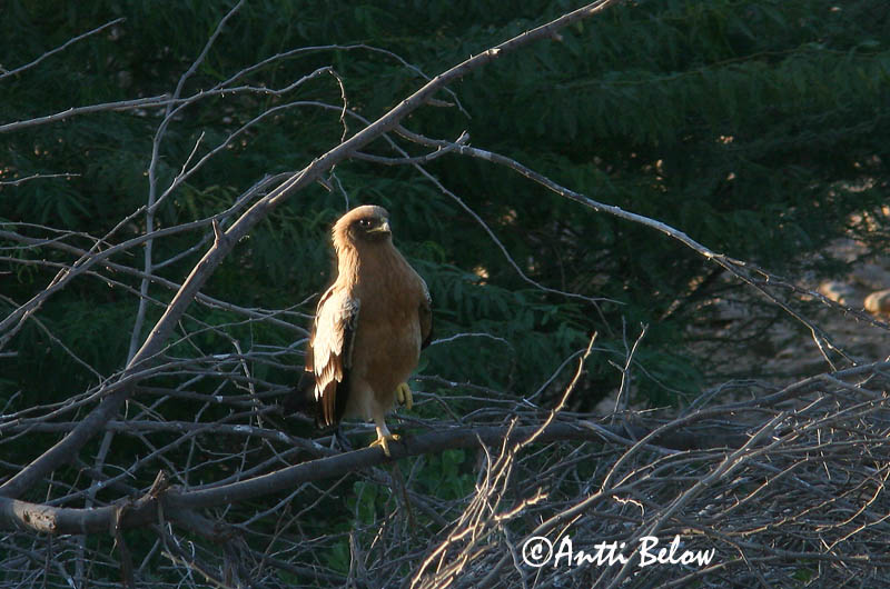 Avainsanat: Àguila cridanera Stor skrigeørn Bastaardarend Greater Spotted Eagle Suur-konnakotkas Kiljukotka Aigle criard Schelladler Nagy békászó sas Gjallörn Storskrikeørn Águia-gritadeira Aquila clanga Aguila Moteada Större skrikörn