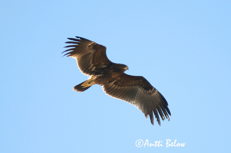 Avainsanat: Àguila cridanera Stor skrigeørn Bastaardarend Greater Spotted Eagle Suur-konnakotkas Kiljukotka Aigle criard Schelladler Nagy békászó sas Gjallörn Storskrikeørn Águia-gritadeira Aquila clanga Aguila Moteada Större skrikörn