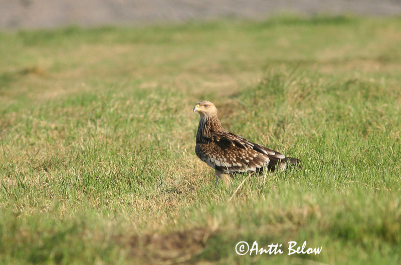 Avainsanat: Kejserørn Keizerarend Imperial Eagle Keisarikotka Aigle impérial Kaiseradler Parlagi sas Gammörn Keiserørn Águia-imperial Aquila heliaca Aguila Imperial Oriental Kejsarörn