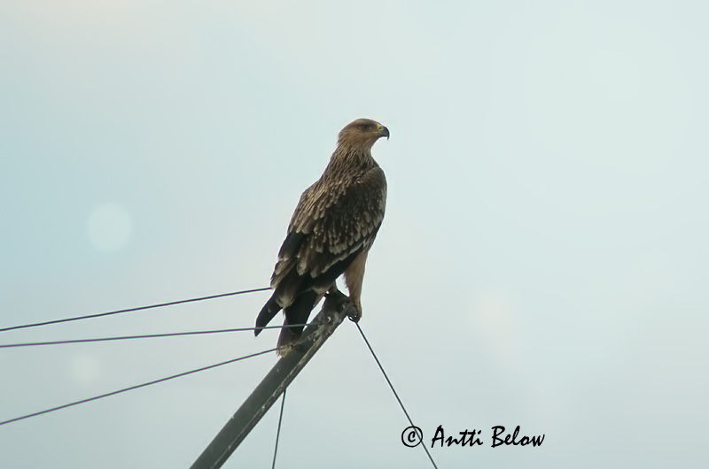 Avainsanat: Kejserørn Keizerarend Imperial Eagle Keisarikotka Aigle impérial Kaiseradler Parlagi sas Gammörn Keiserørn Águia-imperial Aquila heliaca Aguila Imperial Oriental Kejsarörn