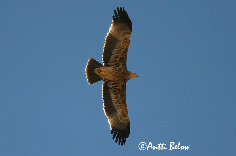 Avainsanat: Kejserørn Keizerarend Imperial Eagle Keisarikotka Aigle impérial Kaiseradler Parlagi sas Gammörn Keiserørn Águia-imperial Aquila heliaca Aguila Imperial Oriental Kejsarörn