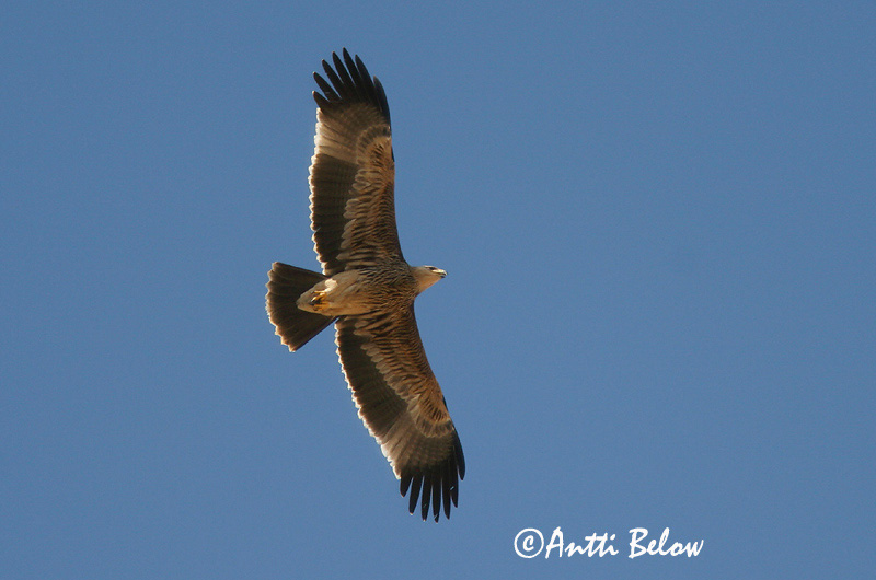 Avainsanat: Kejserørn Keizerarend Imperial Eagle Keisarikotka Aigle impérial Kaiseradler Parlagi sas Gammörn Keiserørn Águia-imperial Aquila heliaca Aguila Imperial Oriental Kejsarörn