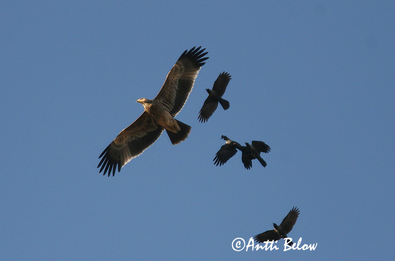 Avainsanat: Kejserørn Keizerarend Imperial Eagle Keisarikotka Aigle impérial Kaiseradler Parlagi sas Gammörn Keiserørn Águia-imperial Aquila heliaca Aguila Imperial Oriental Kejsarörn