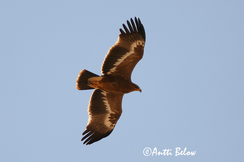 Avainsanat: Steppearend Steppe Eagle Arokotka Aigle des steppes Raubadler Steppeørn Aquila nipalensis Aguila Esteparia Stäppörn