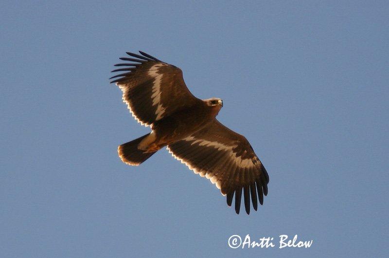 Avainsanat: Steppearend Steppe Eagle Arokotka Aigle des steppes Raubadler Steppeørn Aquila nipalensis Aguila Esteparia Stäppörn