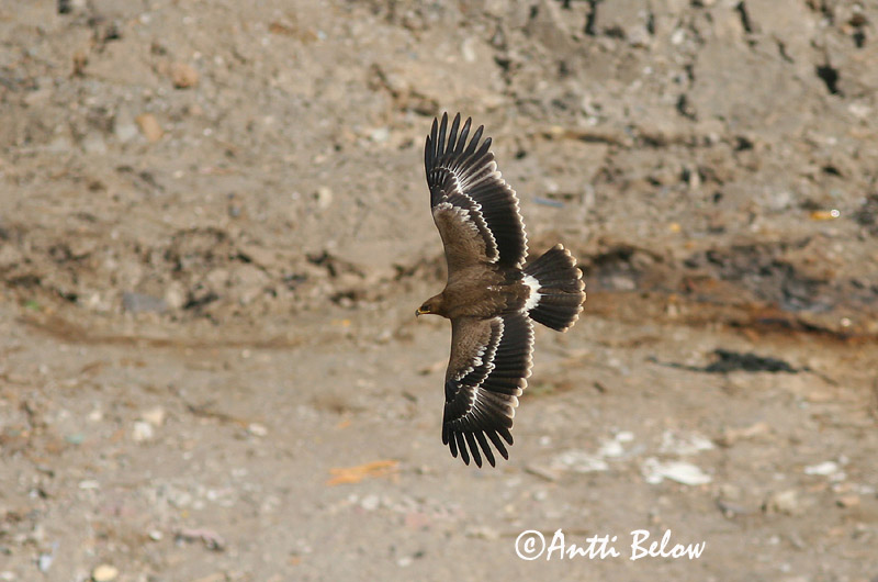 Avainsanat: Steppearend Steppe Eagle Arokotka Aigle des steppes Raubadler Steppeørn Aquila nipalensis Aguila Esteparia Stäppörn