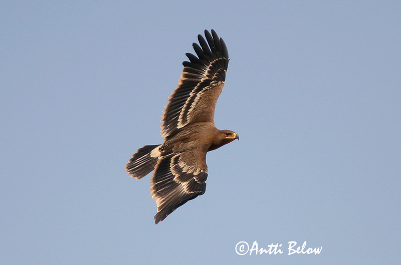 Avainsanat: Steppearend Steppe Eagle Arokotka Aigle des steppes Raubadler Steppeørn Aquila nipalensis Aguila Esteparia Stäppörn