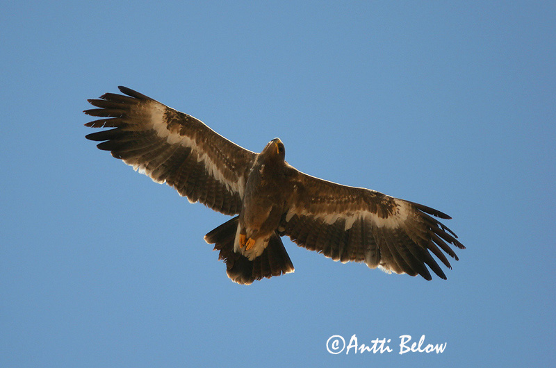 Avainsanat: Steppearend Steppe Eagle Arokotka Aigle des steppes Raubadler Steppeørn Aquila nipalensis Aguila Esteparia Stäppörn