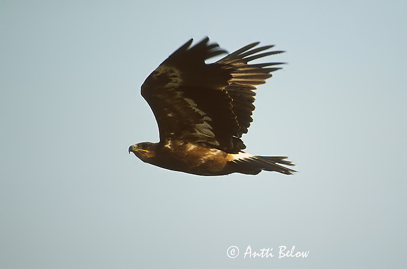 Avainsanat: Steppearend Steppe Eagle Arokotka Aigle des steppes Raubadler Steppeørn Aquila nipalensis Aguila Esteparia Stäppörn