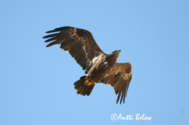 Avainsanat: Steppearend Steppe Eagle Arokotka Aigle des steppes Raubadler Steppeørn Aquila nipalensis Aguila Esteparia Stäppörn