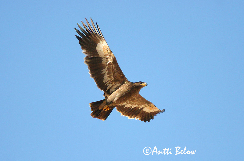 Avainsanat: Steppearend Steppe Eagle Arokotka Aigle des steppes Raubadler Steppeørn Aquila nipalensis Aguila Esteparia Stäppörn