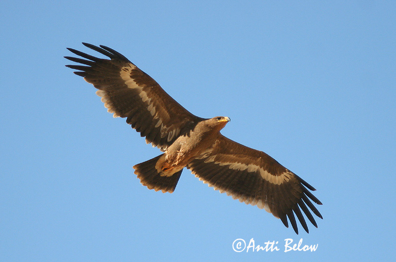 Avainsanat: Steppearend Steppe Eagle Arokotka Aigle des steppes Raubadler Steppeørn Aquila nipalensis Aguila Esteparia Stäppörn