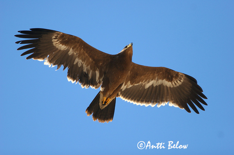 Avainsanat: Steppearend Steppe Eagle Arokotka Aigle des steppes Raubadler Steppeørn Aquila nipalensis Aguila Esteparia Stäppörn