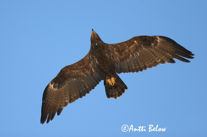 Avainsanat: Steppearend Steppe Eagle Arokotka Aigle des steppes Raubadler Steppeørn Aquila nipalensis Aguila Esteparia Stäppörn