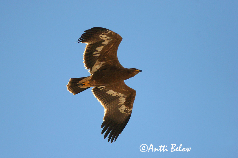 Avainsanat: Steppearend Steppe Eagle Arokotka Aigle des steppes Raubadler Steppeørn Aquila nipalensis Aguila Esteparia Stäppörn