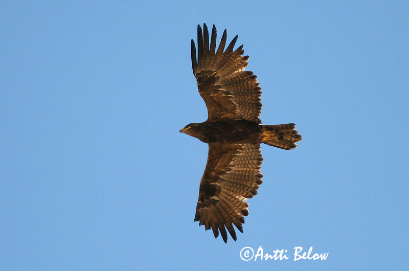 Avainsanat: Steppearend Steppe Eagle Arokotka Aigle des steppes Raubadler Steppeørn Aquila nipalensis Aguila Esteparia Stäppörn