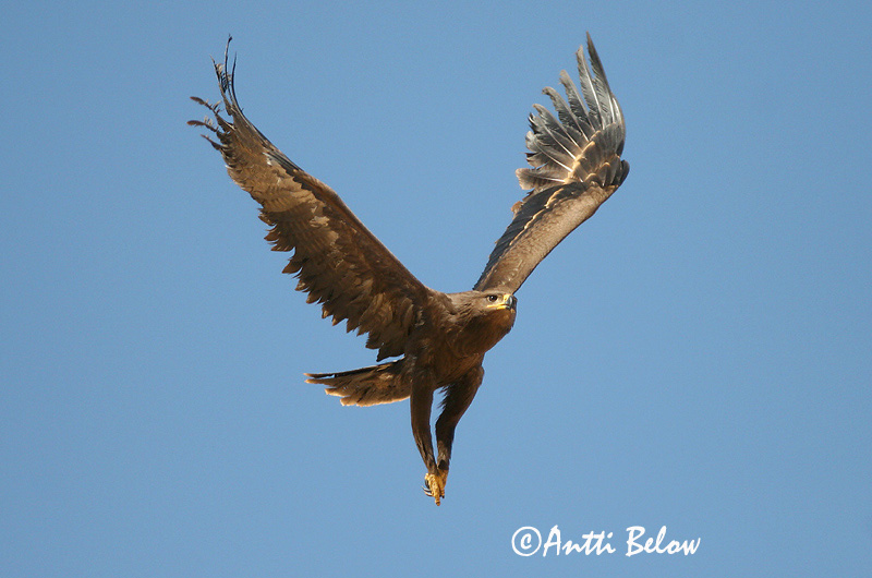 Avainsanat: Steppearend Steppe Eagle Arokotka Aigle des steppes Raubadler Steppeørn Aquila nipalensis Aguila Esteparia Stäppörn