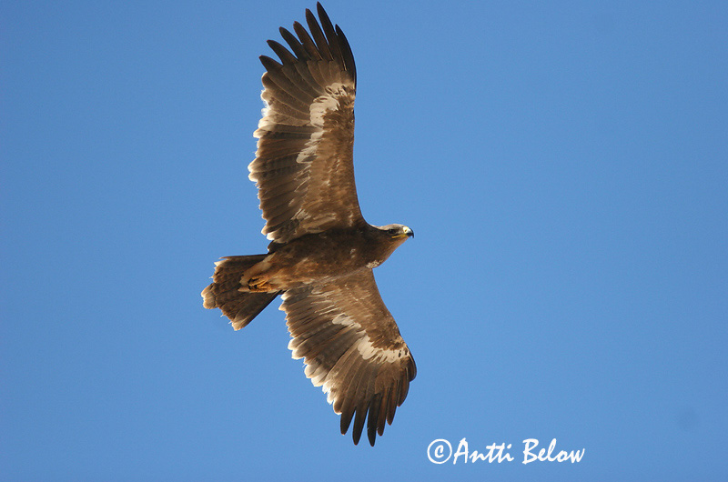 Avainsanat: Steppearend Steppe Eagle Arokotka Aigle des steppes Raubadler Steppeørn Aquila nipalensis Aguila Esteparia Stäppörn