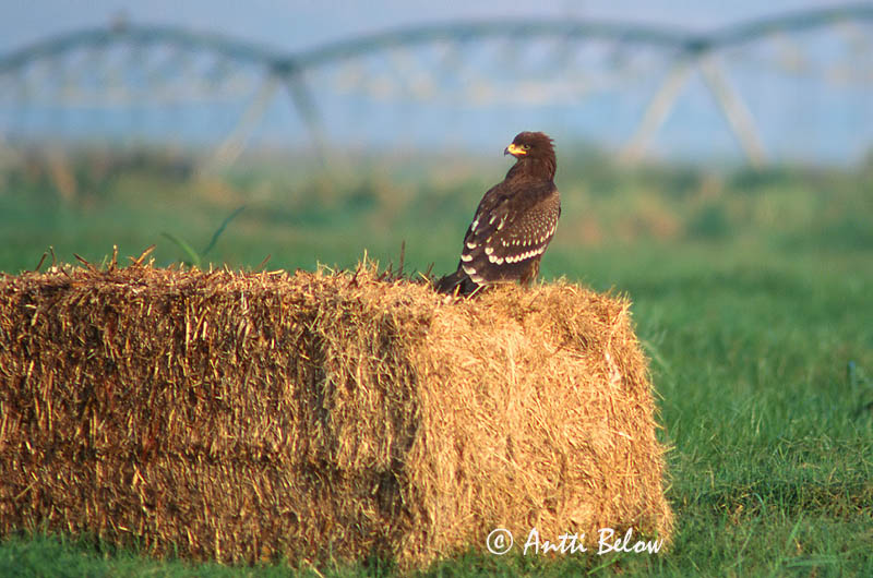 Israel
Avainsanat: Lille skrigeørn Schreeuwarend Lesser Spotted Eagle Väike-konnakotkas Pikkukiljukotka Aigle pomarin Schreiadler Kis békászó sas Gnýörn Småskrikeørn Águia-pomarina Aquila pomarina Aguila Pomerana Mindre skrikörn