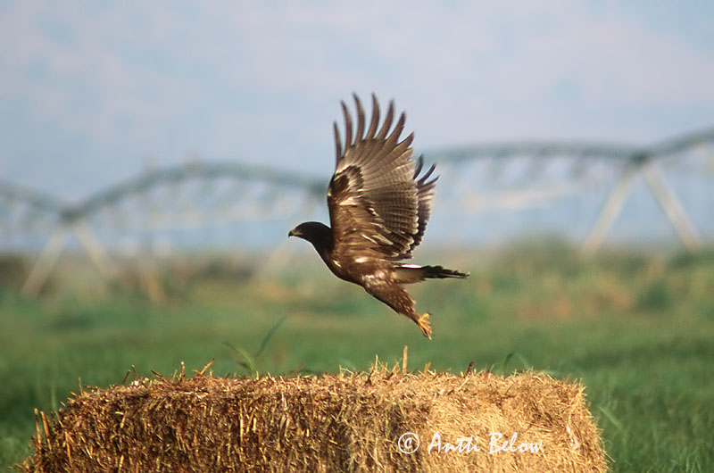Avainsanat: Lille skrigeørn Schreeuwarend Lesser Spotted Eagle Väike-konnakotkas Pikkukiljukotka Aigle pomarin Schreiadler Kis békászó sas Gnýörn Småskrikeørn Águia-pomarina Aquila pomarina Aguila Pomerana Mindre skrikörn