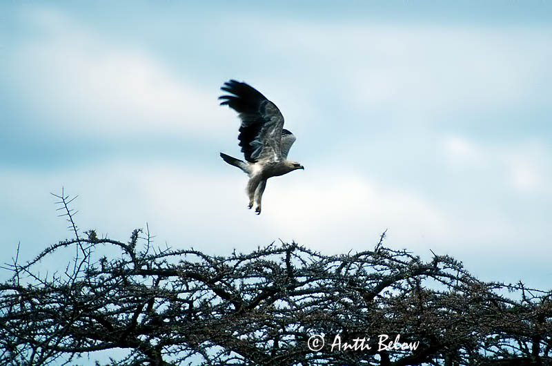 Avainsanat: Steppeørn Savannenarend Tawny Eagle Savannikotka Aigle ravisseur Steppenadler Pusztai sas Hræörn Savanneørn Águia-rapace Aquila rapax Aguila Rapaz Savannörn