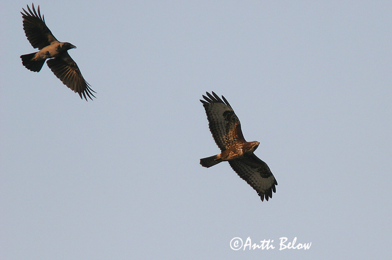 Avainsanat: Aligot comú Musvåge Buizerd Common Buzzard Hiireviu Hiirihaukka Buse variable Mäusebussard Egerészölyv Músvákur Poiana Musvåk Águia-d'asa-redonda Buteo buteo Busardo Ratonero Ormvråk