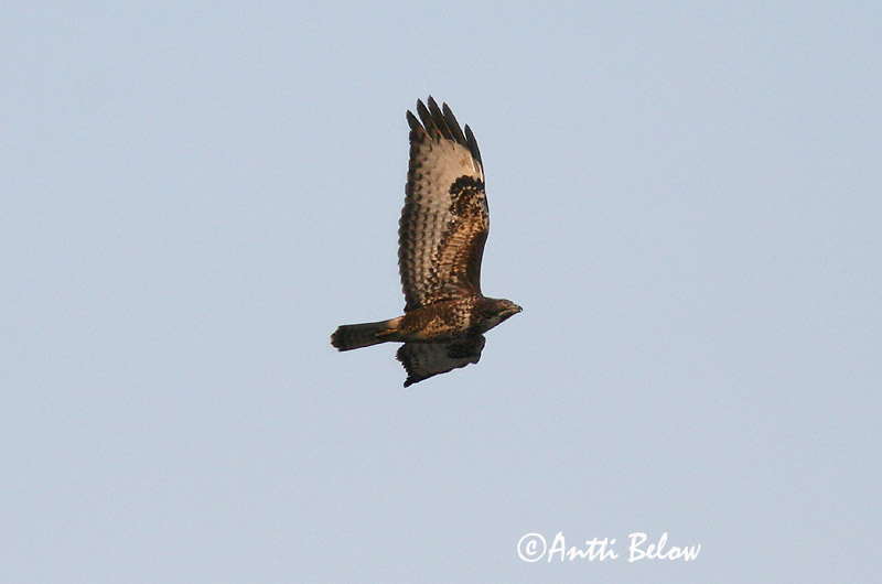 Avainsanat: Aligot comú Musvåge Buizerd Common Buzzard Hiireviu Hiirihaukka Buse variable Mäusebussard Egerészölyv Músvákur Poiana Musvåk Águia-d'asa-redonda Buteo buteo Busardo Ratonero Ormvråk