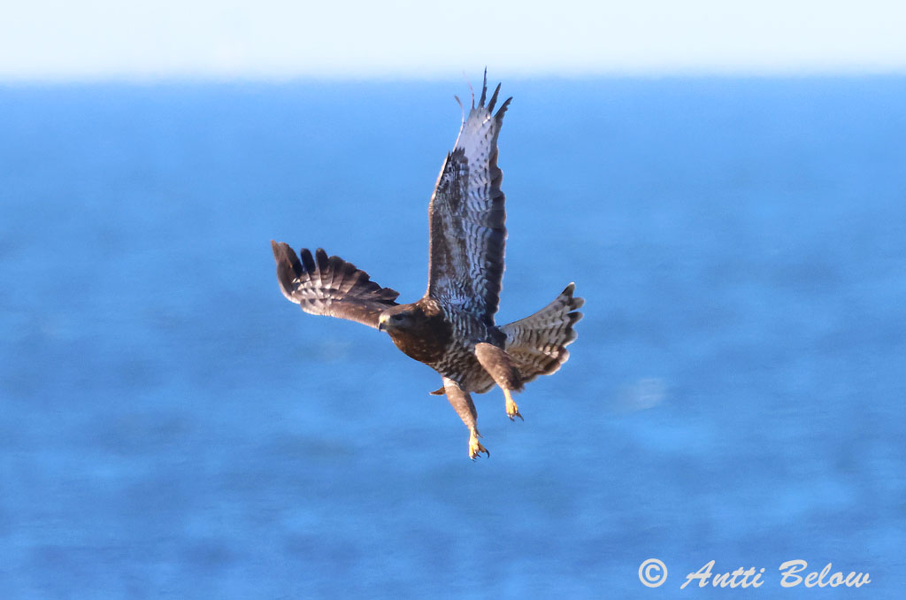 Hammarland Signilskär 3/2025
Avainsanat: Aligot comú Musvåge Buizerd Common Buzzard Hiireviu Hiirihaukka Buse variable Mäusebussard Egerészölyv Músvákur Poiana Musvåk Águia-d'asa-redonda Buteo buteo Busardo Ratonero Ormvråk