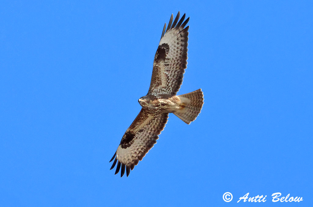 Hammarland Signilskär 3/2025
Avainsanat: Aligot comú Musvåge Buizerd Common Buzzard Hiireviu Hiirihaukka Buse variable Mäusebussard Egerészölyv Músvákur Poiana Musvåk Águia-d'asa-redonda Buteo buteo Busardo Ratonero Ormvråk