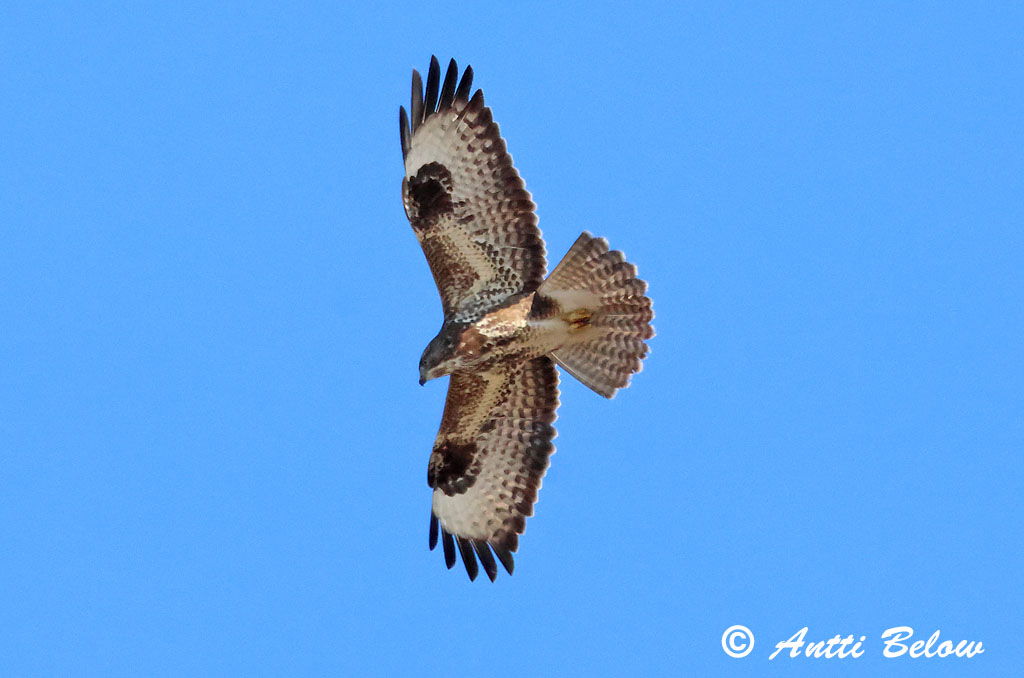 Hammarland Signilskär 3/2025
Avainsanat: Aligot comú Musvåge Buizerd Common Buzzard Hiireviu Hiirihaukka Buse variable Mäusebussard Egerészölyv Músvákur Poiana Musvåk Águia-d'asa-redonda Buteo buteo Busardo Ratonero Ormvråk