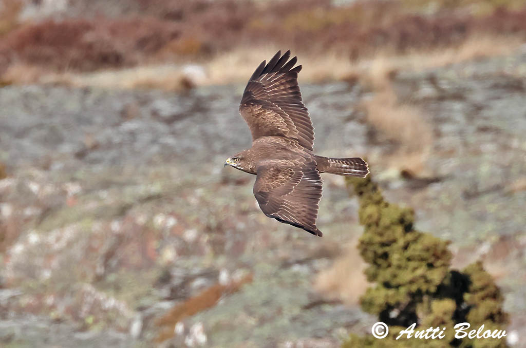Hammarland Signilskär 3/2025
Avainsanat: Aligot comú Musvåge Buizerd Common Buzzard Hiireviu Hiirihaukka Buse variable Mäusebussard Egerészölyv Músvákur Poiana Musvåk Águia-d'asa-redonda Buteo buteo Busardo Ratonero Ormvråk