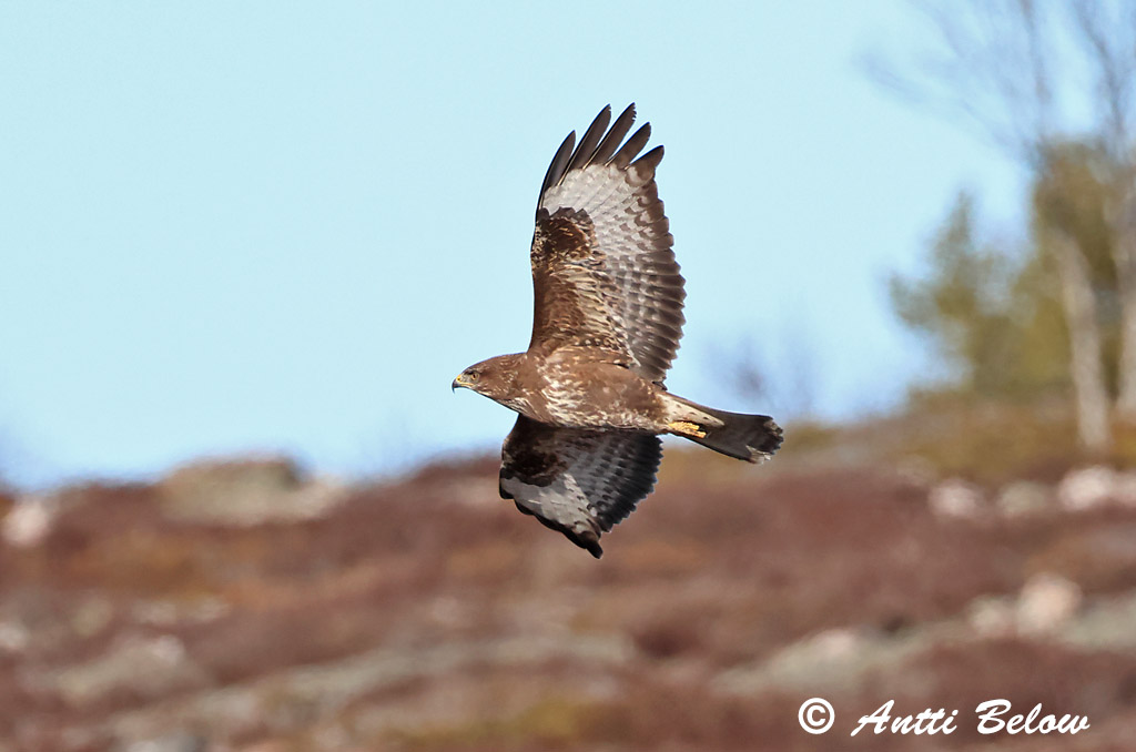 Hammarland Signilskär 3/2025
Avainsanat: Aligot comú Musvåge Buizerd Common Buzzard Hiireviu Hiirihaukka Buse variable Mäusebussard Egerészölyv Músvákur Poiana Musvåk Águia-d'asa-redonda Buteo buteo Busardo Ratonero Ormvråk