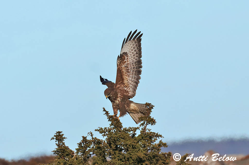 Hammarland Signilskär 3/2025
Avainsanat: Aligot comú Musvåge Buizerd Common Buzzard Hiireviu Hiirihaukka Buse variable Mäusebussard Egerészölyv Músvákur Poiana Musvåk Águia-d'asa-redonda Buteo buteo Busardo Ratonero Ormvråk