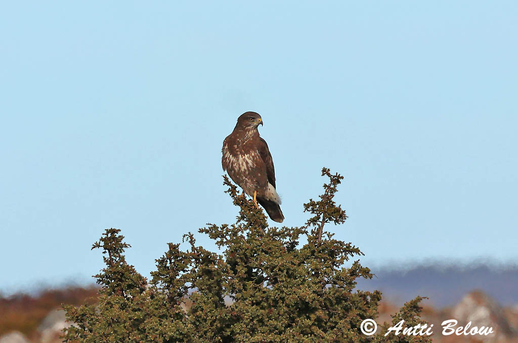 Hammarland Signilskär 3/2025
Avainsanat: Aligot comú Musvåge Buizerd Common Buzzard Hiireviu Hiirihaukka Buse variable Mäusebussard Egerészölyv Músvákur Poiana Musvåk Águia-d'asa-redonda Buteo buteo Busardo Ratonero Ormvråk